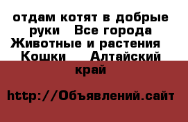 отдам котят в добрые руки - Все города Животные и растения » Кошки   . Алтайский край